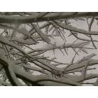 Albuquerque: Picutre was taken from under a tree while it was snowing.