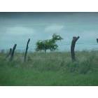 Waurika: Tree growing in pasture looks like running horse
