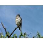 Grantsville: Broadwing hawk on Meadow Mountain in Grantsville