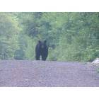 Grantsville: Black bear on Meadow Mountain in Grantsville