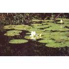 Farwell: Waterlilies, White Birch Lake