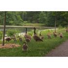 Hartford: Geese and goslings at the historic Cedar Hill Cemetery