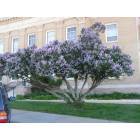 Winnemucca: Lilacs at Winnemucca Court House, spring 2006