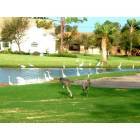 Fort Pierce: Island Pines Golf Club and bird sanctuary in northern St. Lucie County.