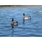 Gilbert: : Ducks in Gilbert Lake