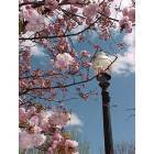 Natick: Cherry blossoms in Town Square