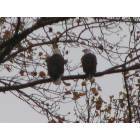 Arlington Heights: Eagles by their nest in Arlington Height across from our house.