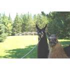 Phillips: Llama's visiting a historical site in Phillips, WI - Concrete Park