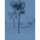 Yucca Valley: A Joshua Tree, in Yucca Valley, with SNOW!