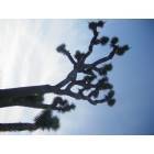 Yucca Valley: Joshua Tree
