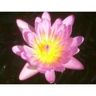 Coral Gables: : flower