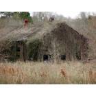 Devers: Vine covered barn on Hwy 90