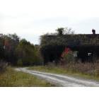 Devers: Vine covered barn on Hwy 90