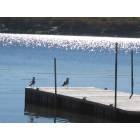 Spirit Lake: Seagulls on East Lake, Spirit Lake Iowa