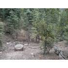 Arrowhead: On the Dogwood trail