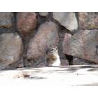 Arrowhead: A Squirrel On the Dogwood trail