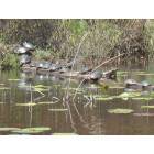 Newberry: turtles sunning on a log/twin lakes