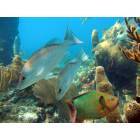 Marathon: : Reef scene with Parrotfish and Snappers