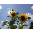 Durand: Sunflowers in a Durand country yard