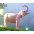 Barboursville: Pink elephant in the morning fog