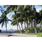 Fort Myers: : Palms in Centennial Park