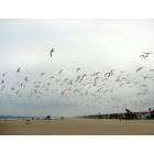 Hermosa Beach: Birds over Hermosa Beach
