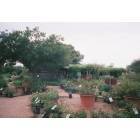 Brenham: Antique Rose Emporium