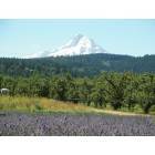 Hood River: : Lavender Field and Fruit Orchard in Hood River, OR