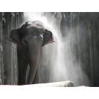 Portland: Elephant Giving Himself a Dirt Bath at the Oregon Zoo, Portland