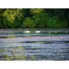 Framingham: Water birds in Farm Pond