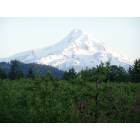Hood River: : Mount Hood over the Orchard