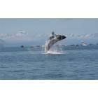 Wasilla: Whale Jumping in Alaska waters 