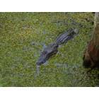 Houma: Wildlife Gardens swimming Alligator