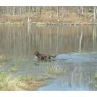 Underhill: wading canine