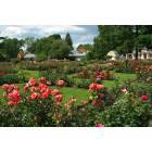 Schenectady: Rose Garden in Schenectady