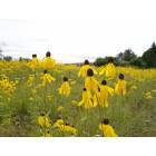 Mackinac Island: field of yellow flowers