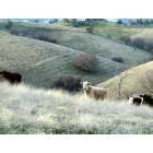 Vacaville: The Timm Ranch which is in Solano County borders Vacaville and Winters, CA