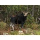 Rangeley: Moose on the loose in Rangeley