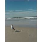 Crescent Beach: A happy bird on Crescent Beach :)