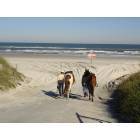 Crescent Beach: Horses taking a walk on Crescent Beach