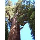 Yosemite: Grizzly Redwood Tree