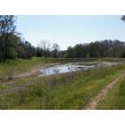 Elkmont: Beautiful spring fed pond