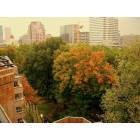Portland: Rainy day view of park blocks in the fall