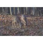 Canadian Lakes: deer in my yard Canadian Lakes MI