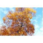 Cedar Rapids: : Tree at Ellis Park in Fall