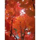 Crestline: Gorgeous Fall Color Maple in Crestline, off Cresta Drive