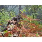 Crestline: Fall in the Forest, Crestline
