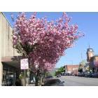 Brevard: Downtown Brevard and Courthouse with Kwanzan Cherry Trees in bloom