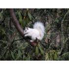 Brevard: One of Brevard's Rare and Beautiful White Squirrels