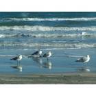 Port Aransas: Seagulls on the beach